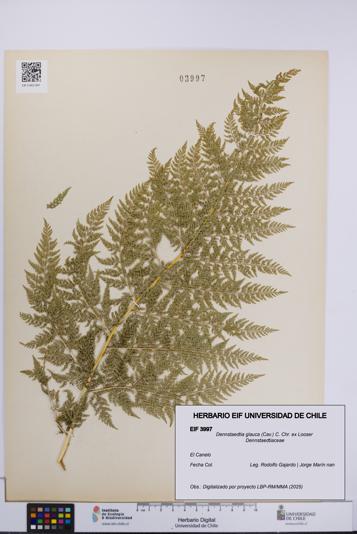 Dennstaedtia glauca [Espécimen: UCH:EIF:0003997]