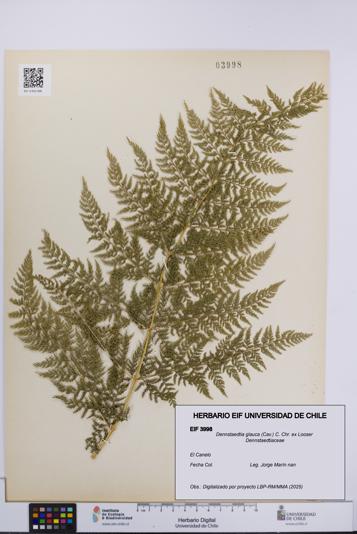 Dennstaedtia glauca [Espécimen: UCH:EIF:0003998]
