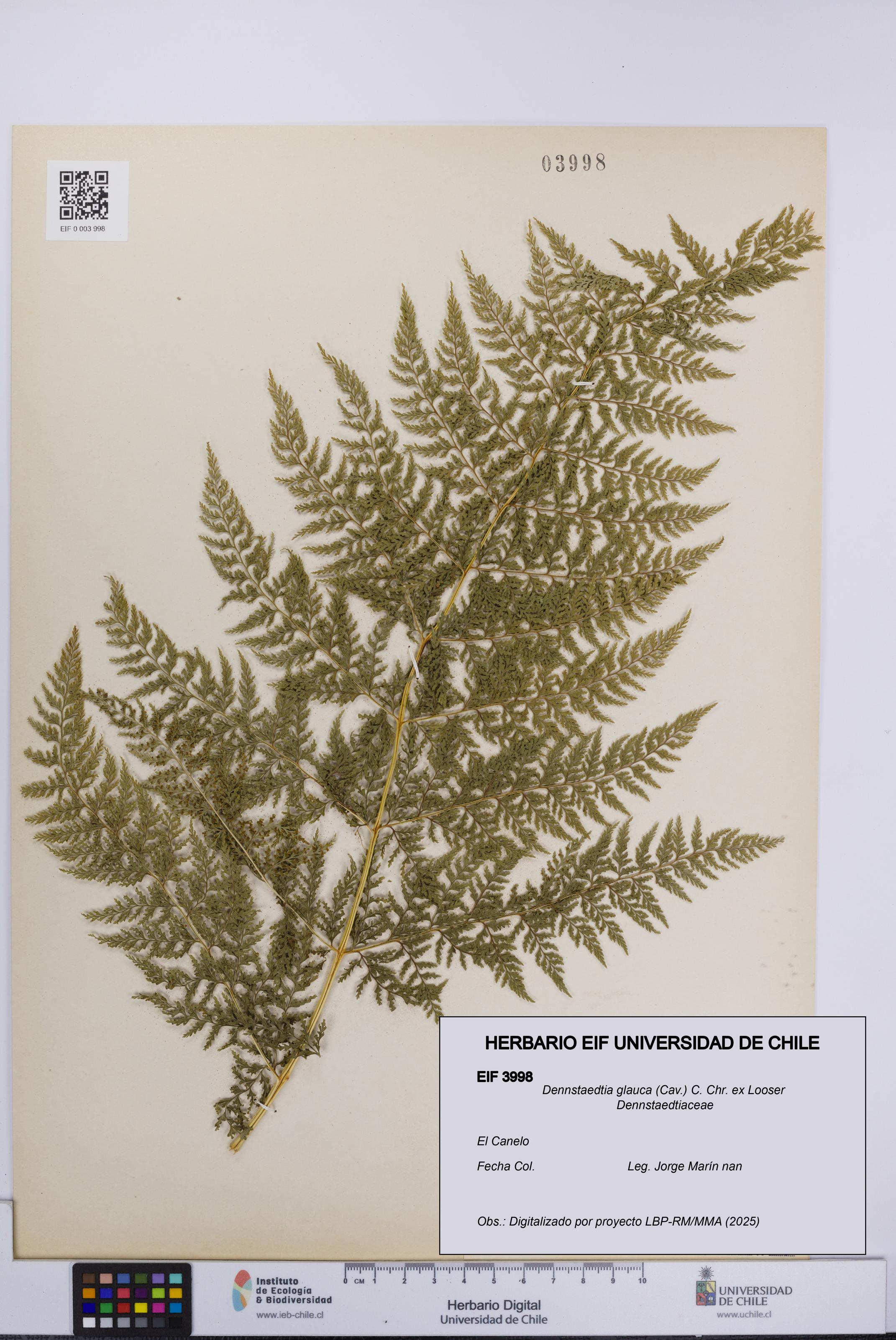 Dennstaedtia glauca [Espécimen: UCH:EIF:0003998]