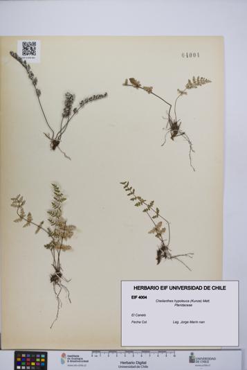 Cheilanthes hypoleuca [Espécimen: UCH:EIF:0004004]