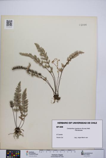 Cheilanthes hypoleuca [Espécimen: UCH:EIF:0004006]
