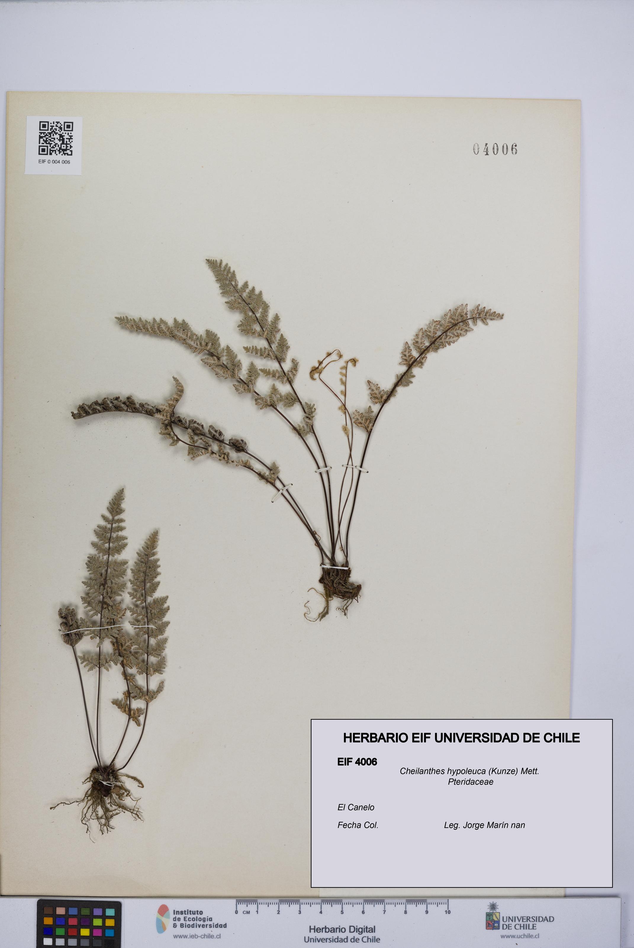 Cheilanthes hypoleuca [Espécimen: UCH:EIF:0004006]
