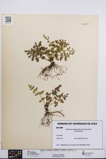 Asplenium papaverifolium [Espécimen: UCH:EIF:0004007]