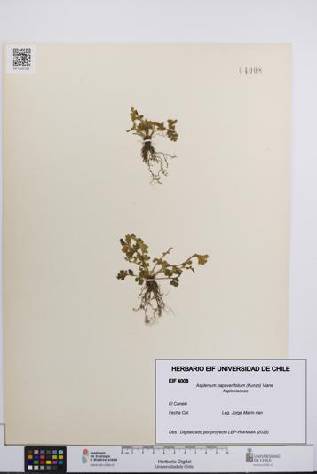 Asplenium papaverifolium [Espécimen: UCH:EIF:0004008]