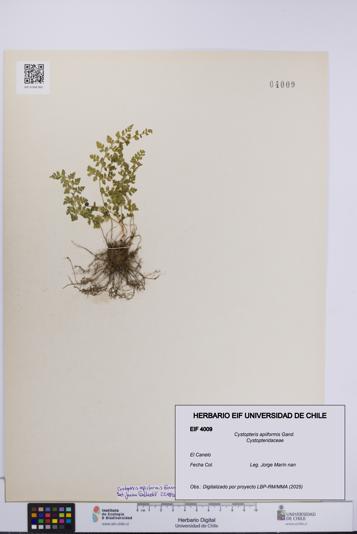 Cystopteris apiiformis [Espécimen: UCH:EIF:0004009]