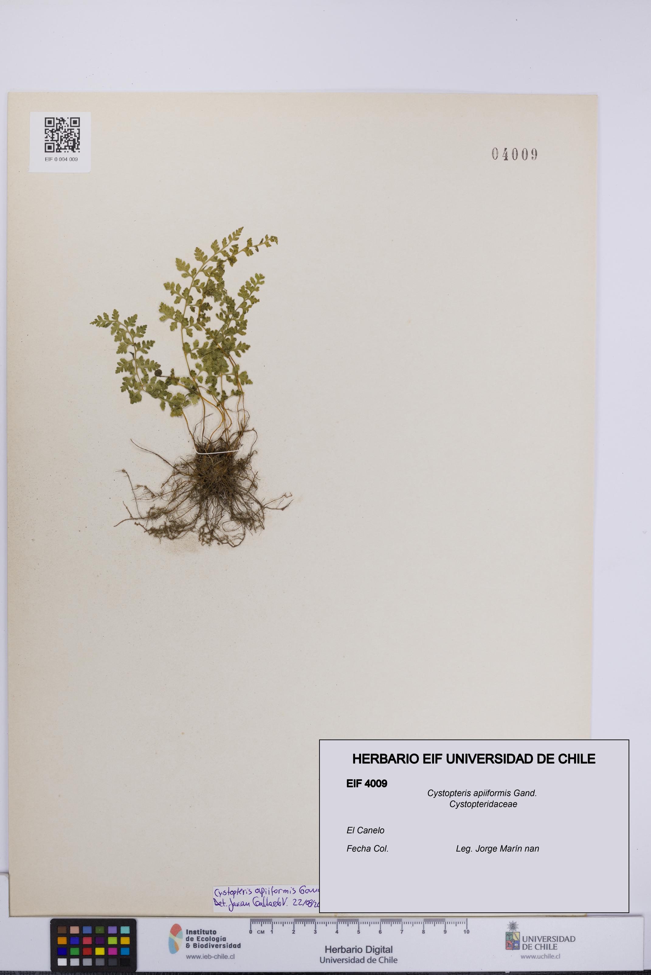 Cystopteris apiiformis [Espécimen: UCH:EIF:0004009]