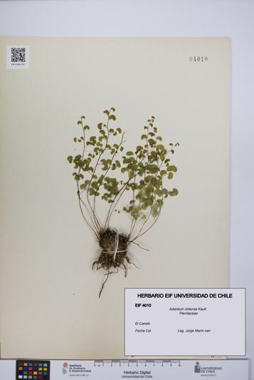 Adiantum chilense [Espécimen: UCH:EIF:0004010]