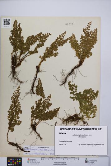 Adiantum glanduliferum [Espécimen: UCH:EIF:0004014]