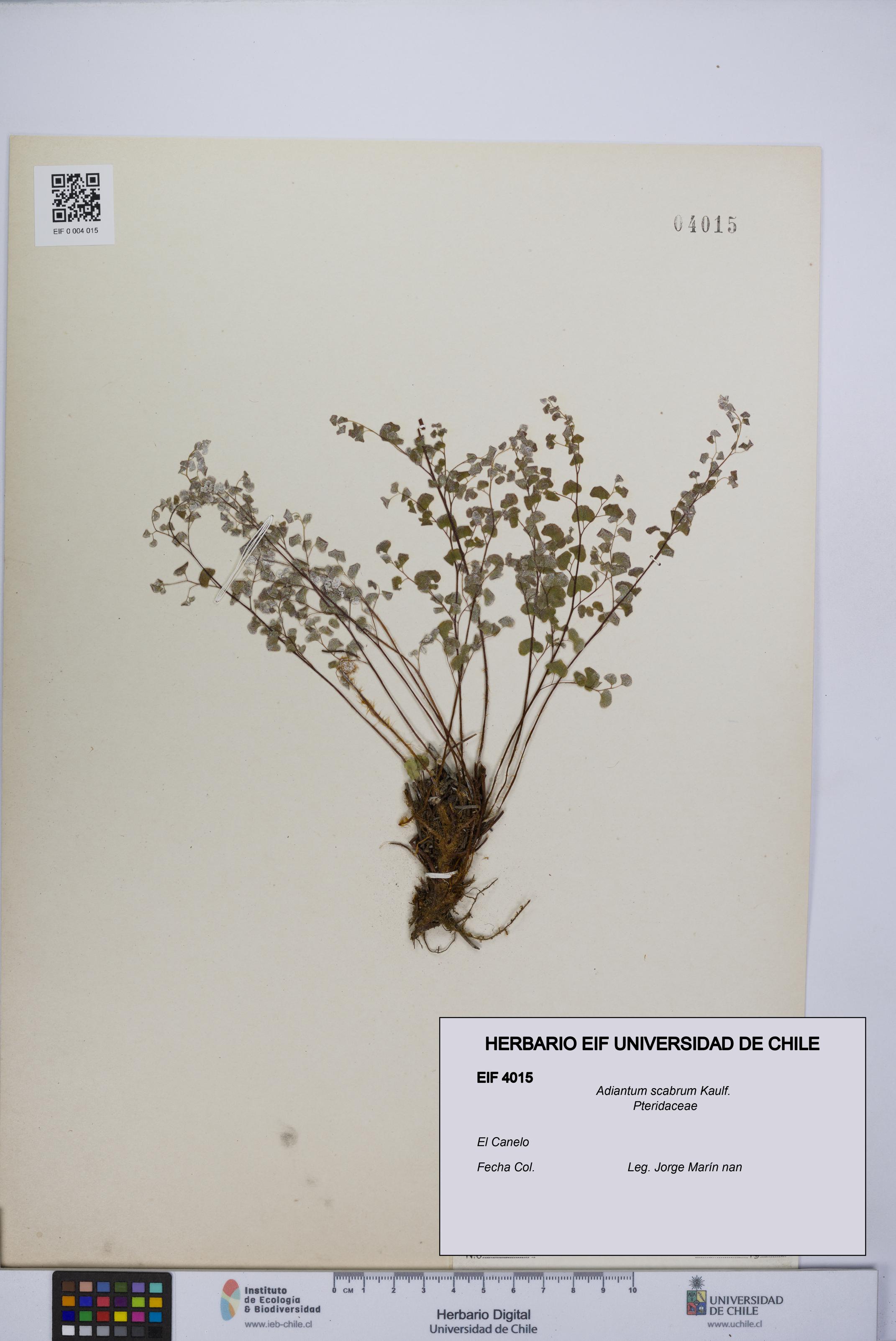 Adiantum scabrum [Espécimen: UCH:EIF:0004015]