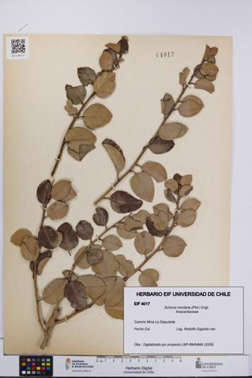 Schinus montana [Espécimen: UCH:EIF:0004017]