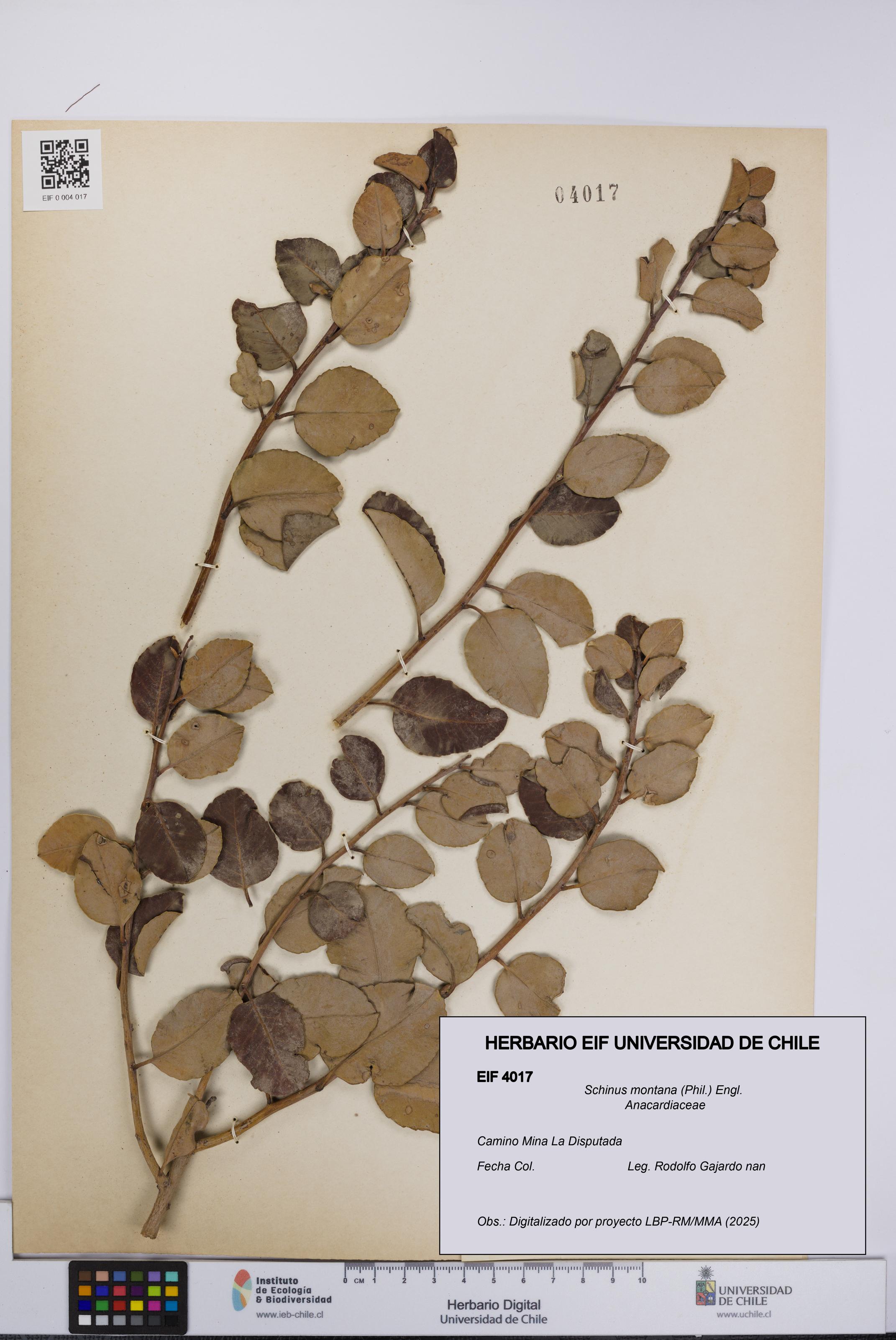 Schinus montana [Espécimen: UCH:EIF:0004017]