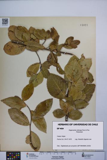 Kageneckia oblonga [Espécimen: UCH:EIF:0004024]