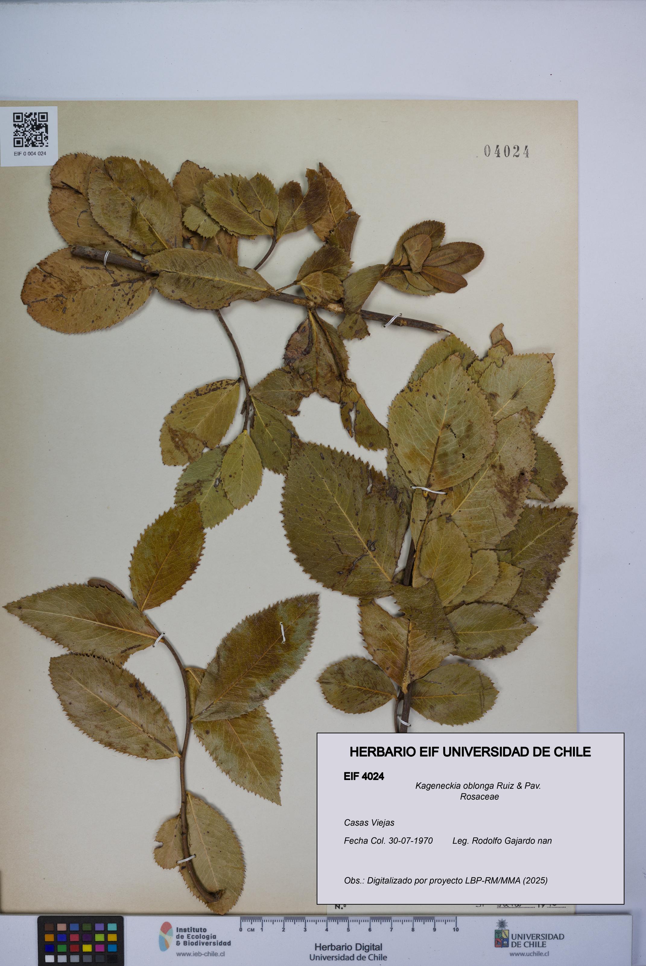 Kageneckia oblonga [Espécimen: UCH:EIF:0004024]