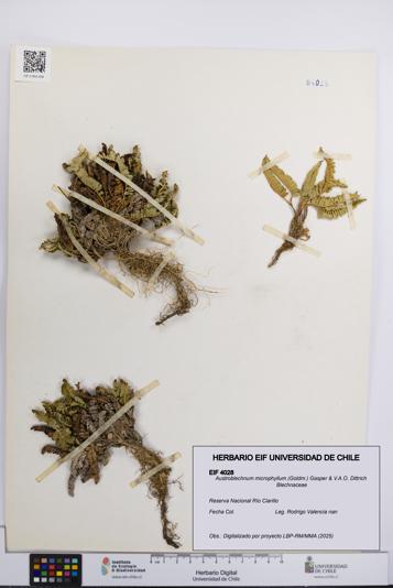 Austroblechnum microphyllum [Espécimen: UCH:EIF:0004028]