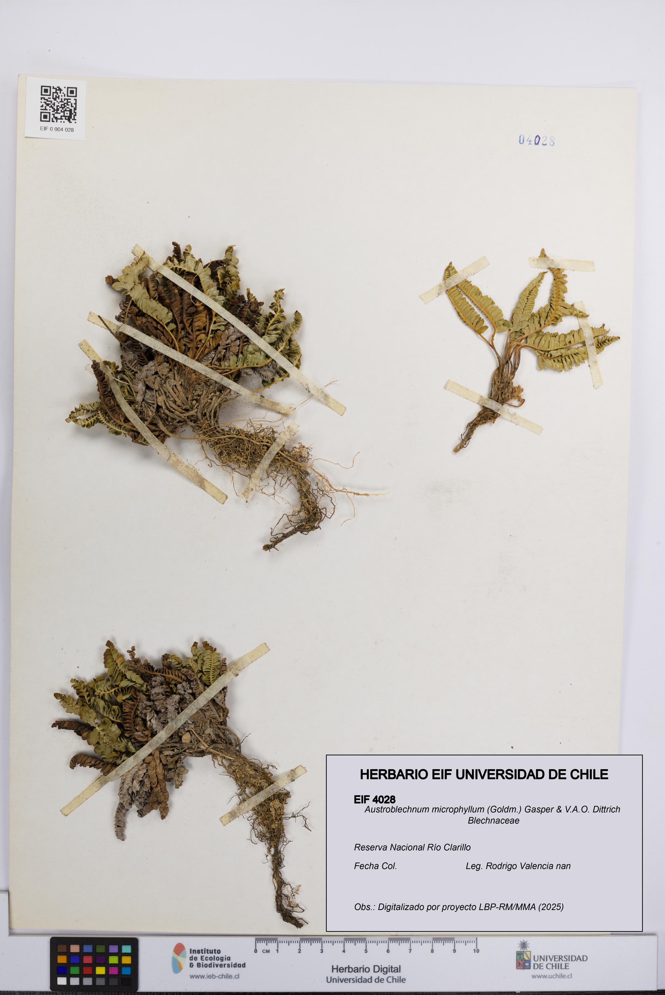 Austroblechnum microphyllum [Espécimen: UCH:EIF:0004028]