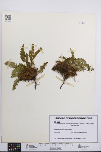 Austroblechnum microphyllum [Espécimen: UCH:EIF:0004029]