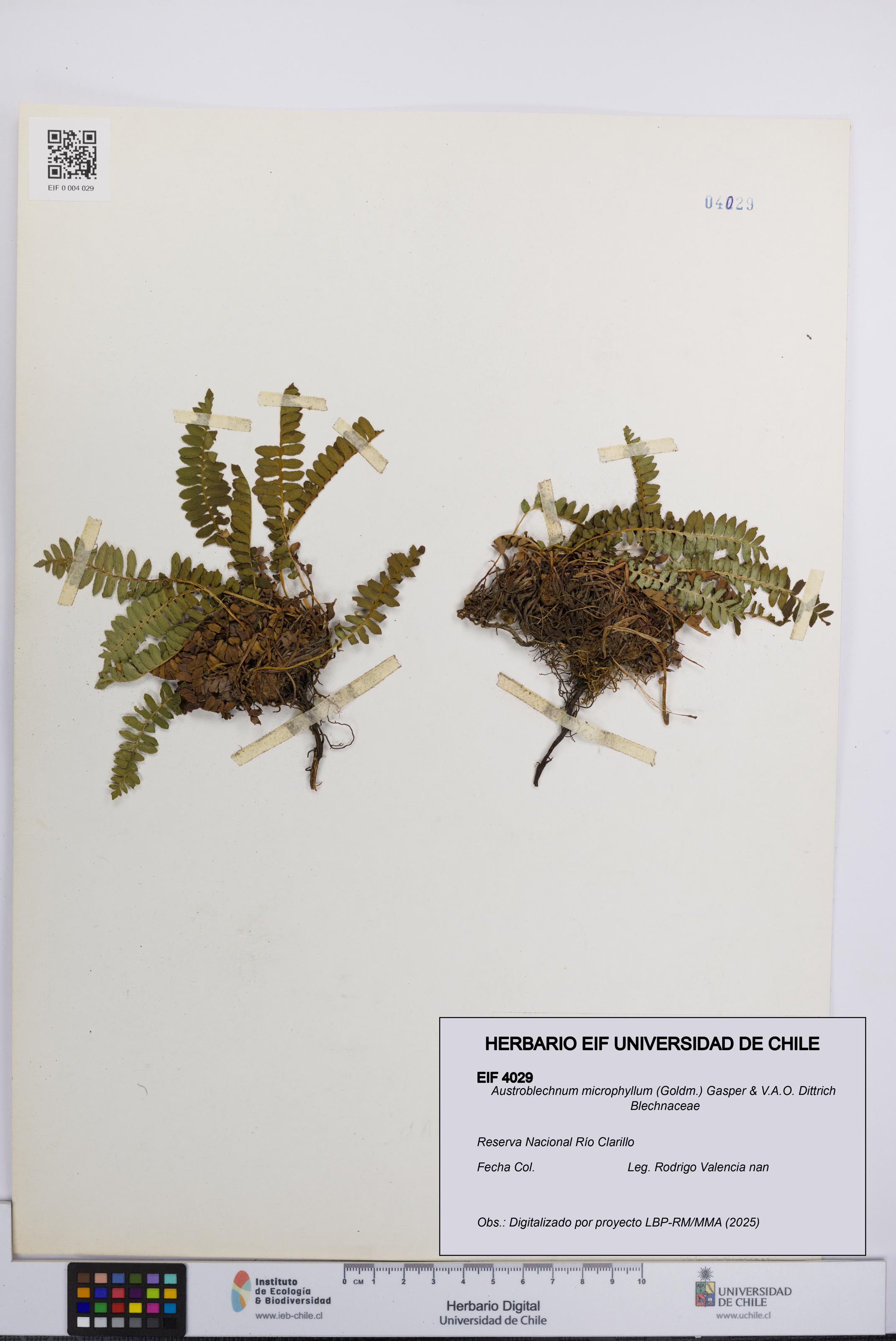 Austroblechnum microphyllum [Espécimen: UCH:EIF:0004029]