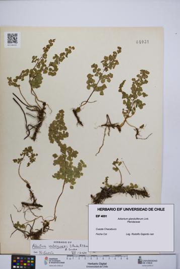 Adiantum glanduliferum [Espécimen: UCH:EIF:0004031]