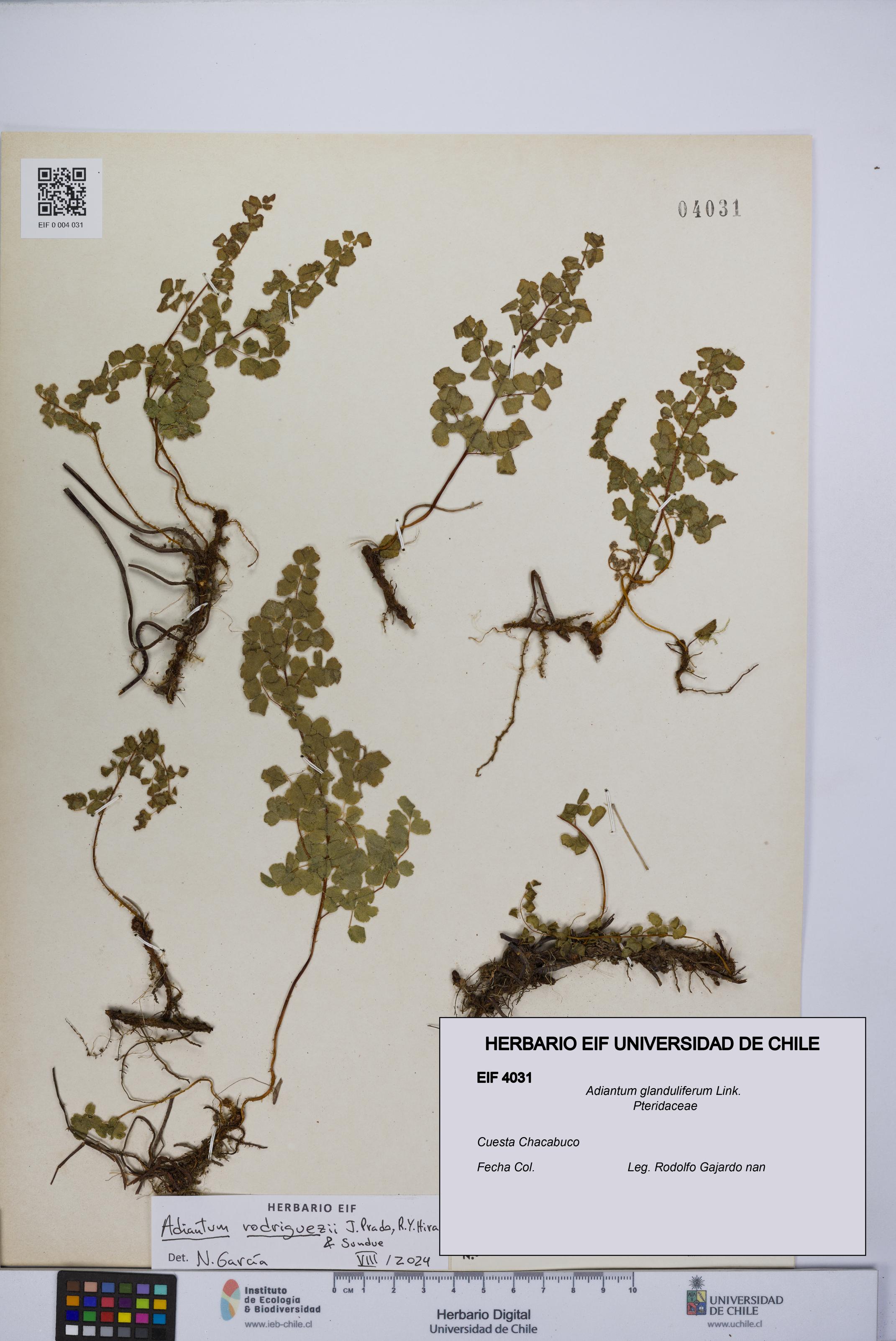 Adiantum glanduliferum [Espécimen: UCH:EIF:0004031]