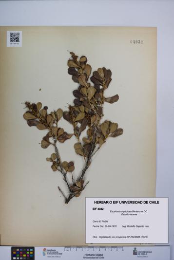 Escallonia myrtoidea [Espécimen: UCH:EIF:0004032]