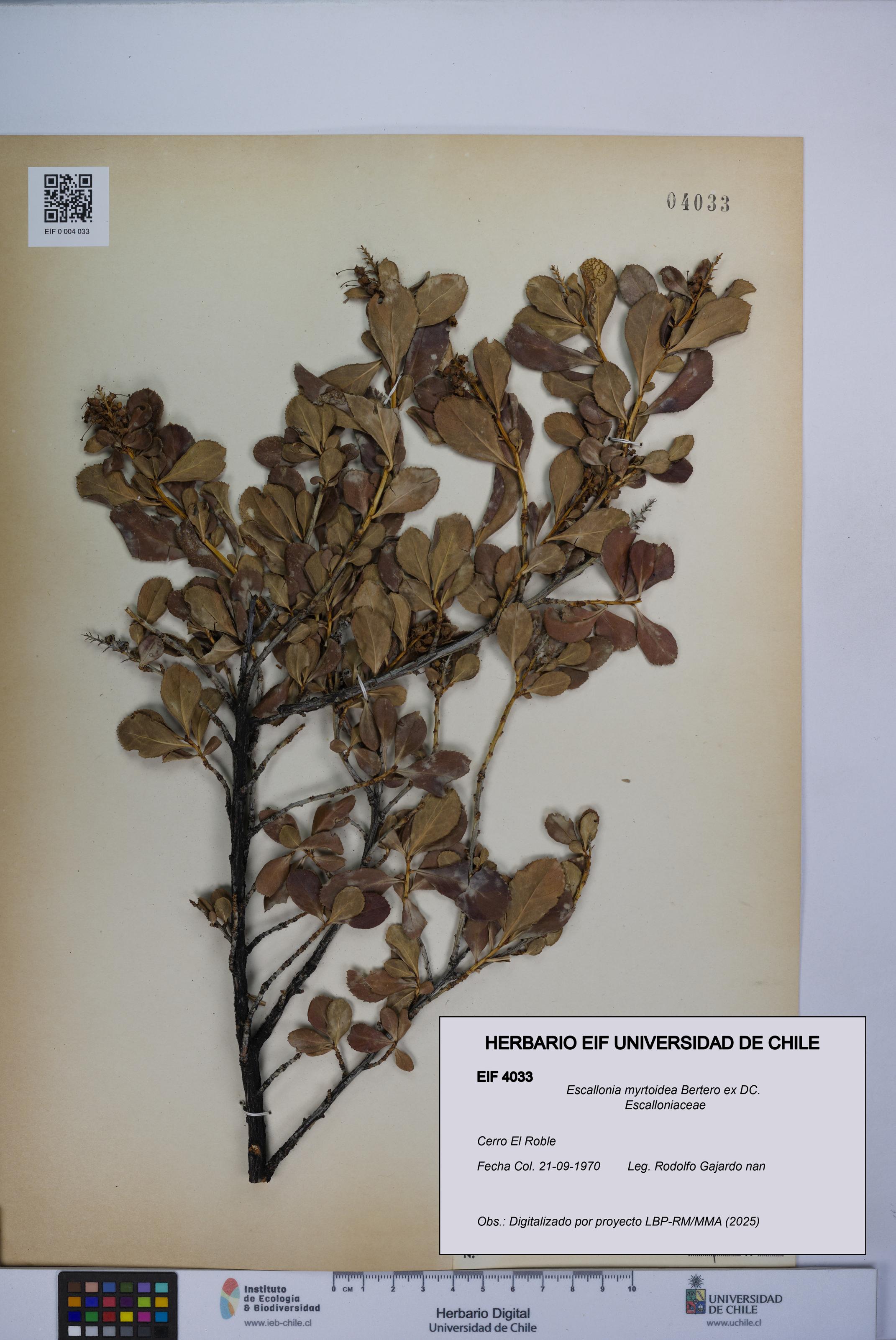 Escallonia myrtoidea [Espécimen: UCH:EIF:0004033]