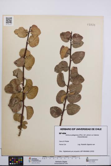 Schinus patagonica [Espécimen: UCH:EIF:0004034]