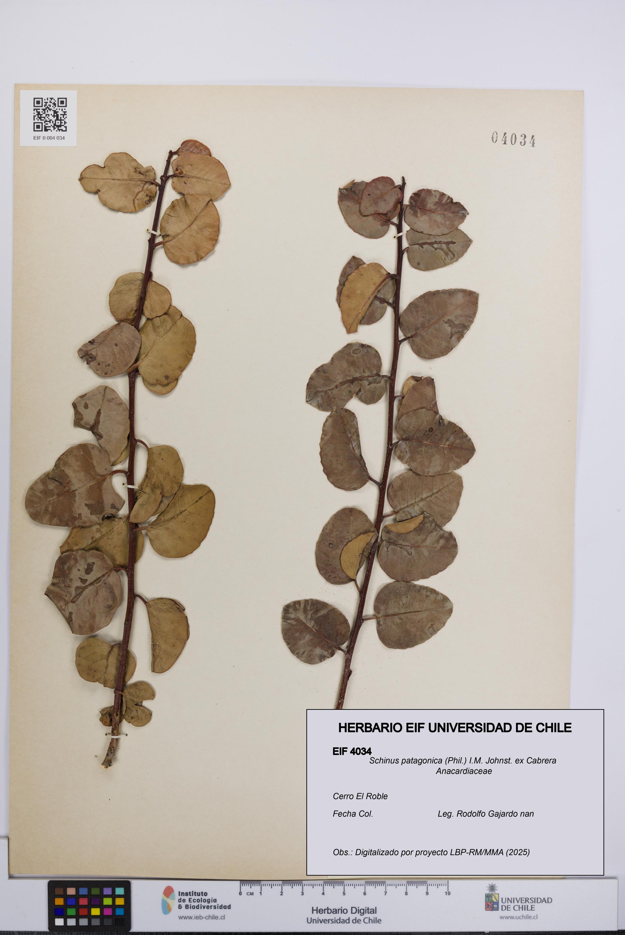 Schinus patagonica [Espécimen: UCH:EIF:0004034]