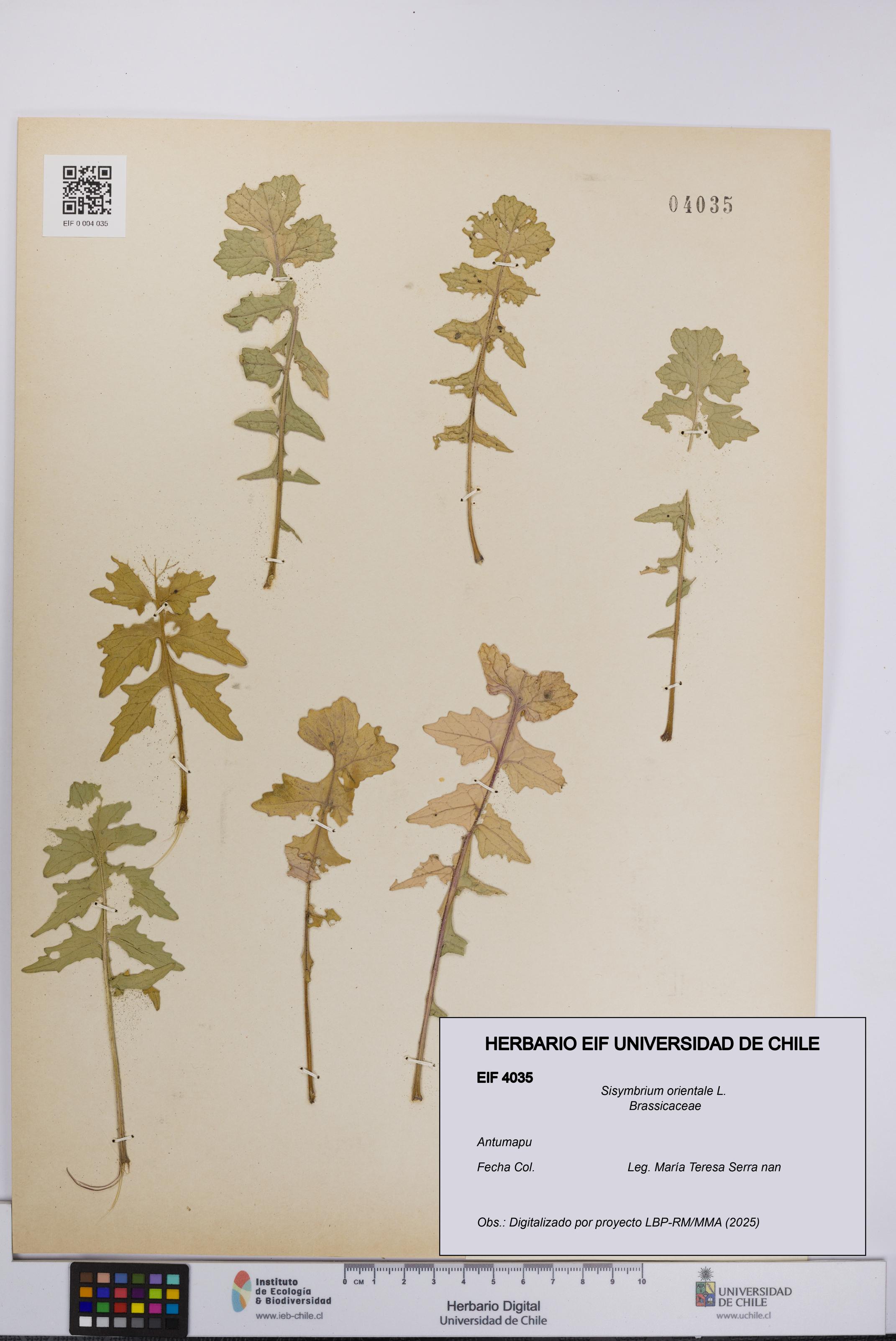 Sisymbrium orientale [Espécimen: UCH:EIF:0004035]