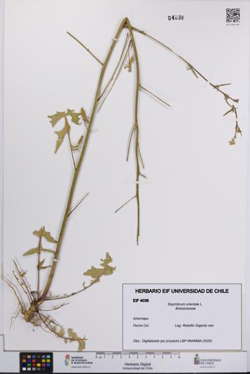 Sisymbrium orientale [Espécimen: UCH:EIF:0004036]