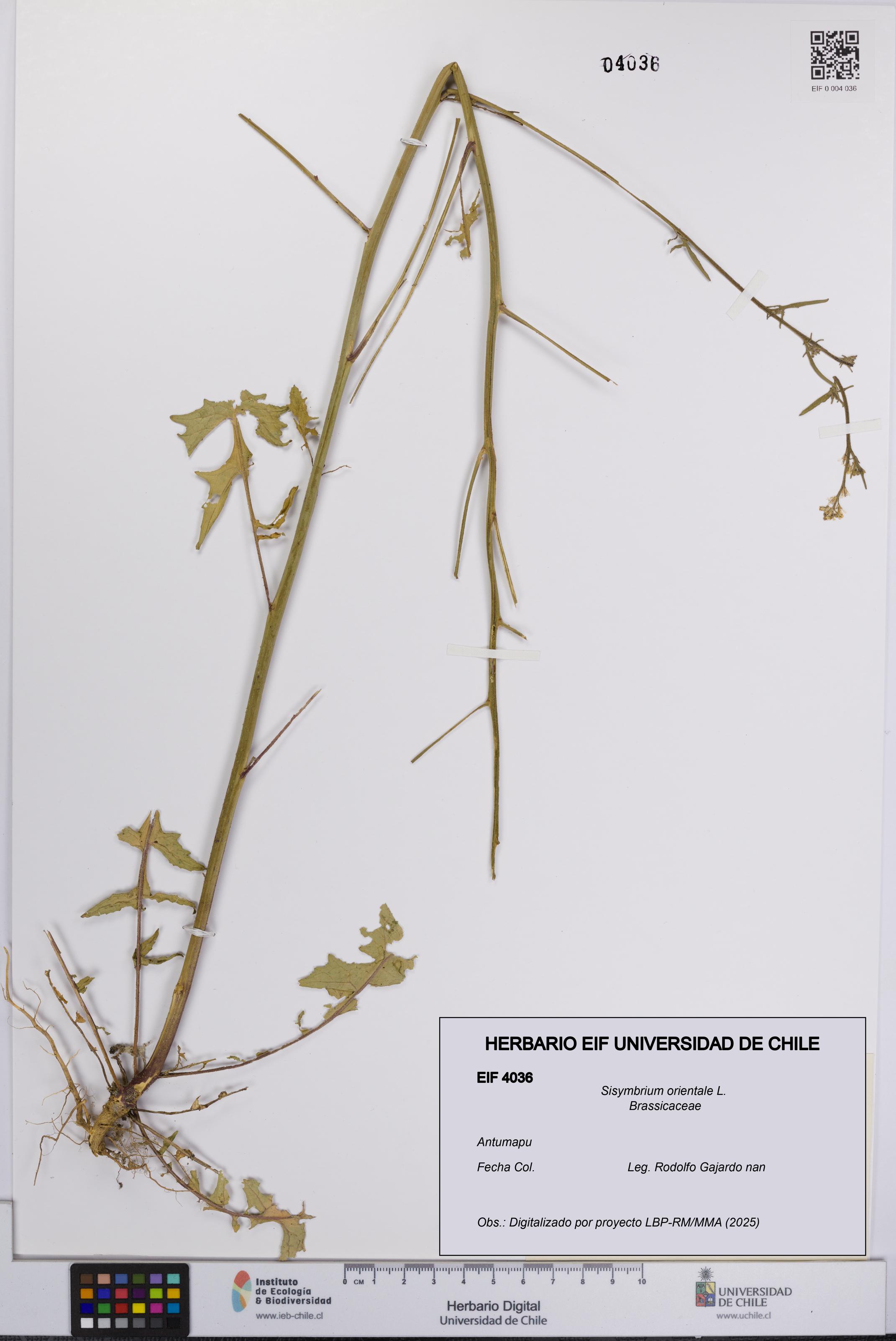 Sisymbrium orientale [Espécimen: UCH:EIF:0004036]