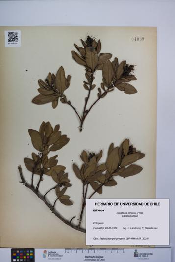 Escallonia illinita [Espécimen: UCH:EIF:0004039]
