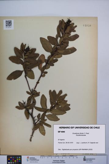 Escallonia illinita [Espécimen: UCH:EIF:0004040]