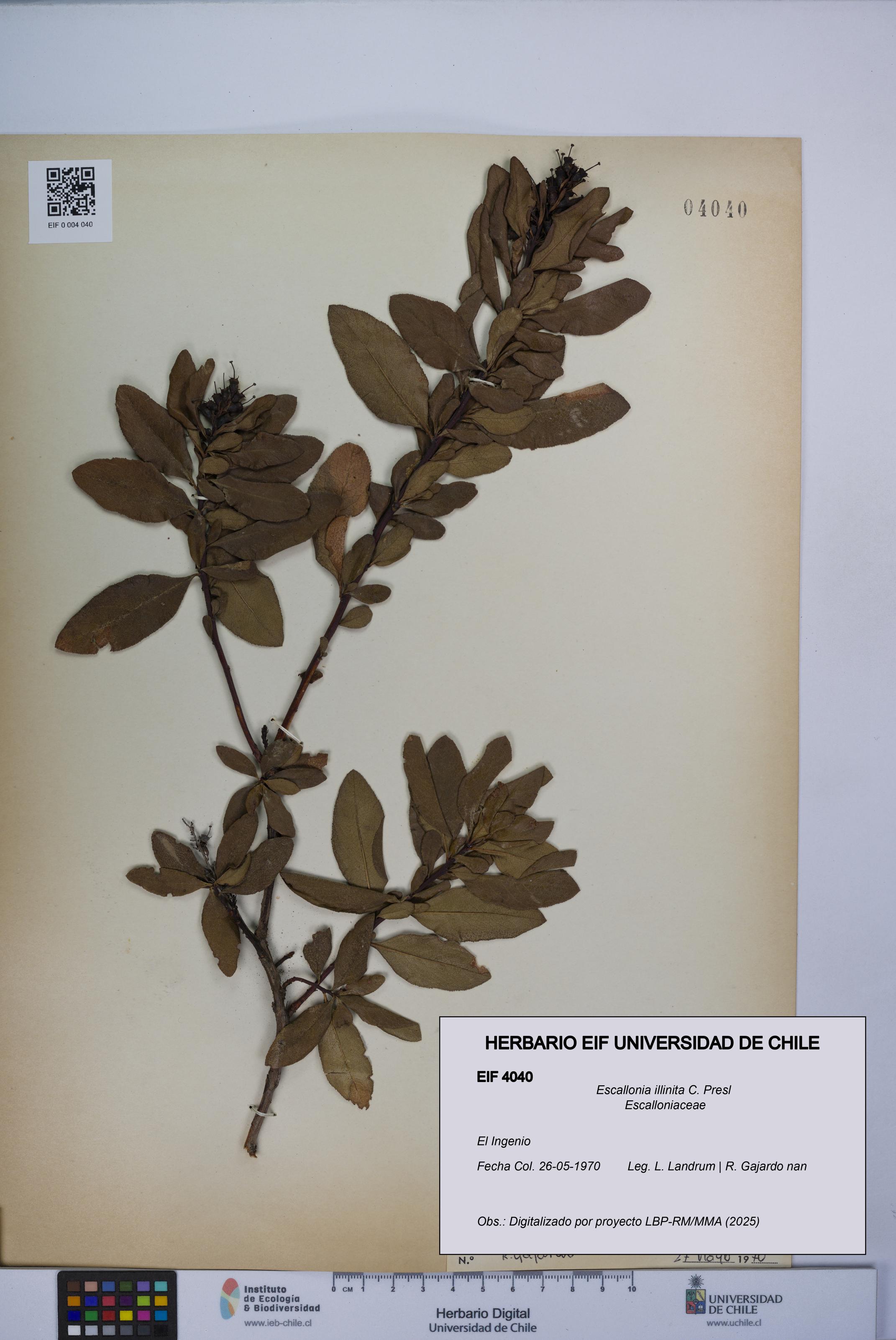 Escallonia illinita [Espécimen: UCH:EIF:0004040]