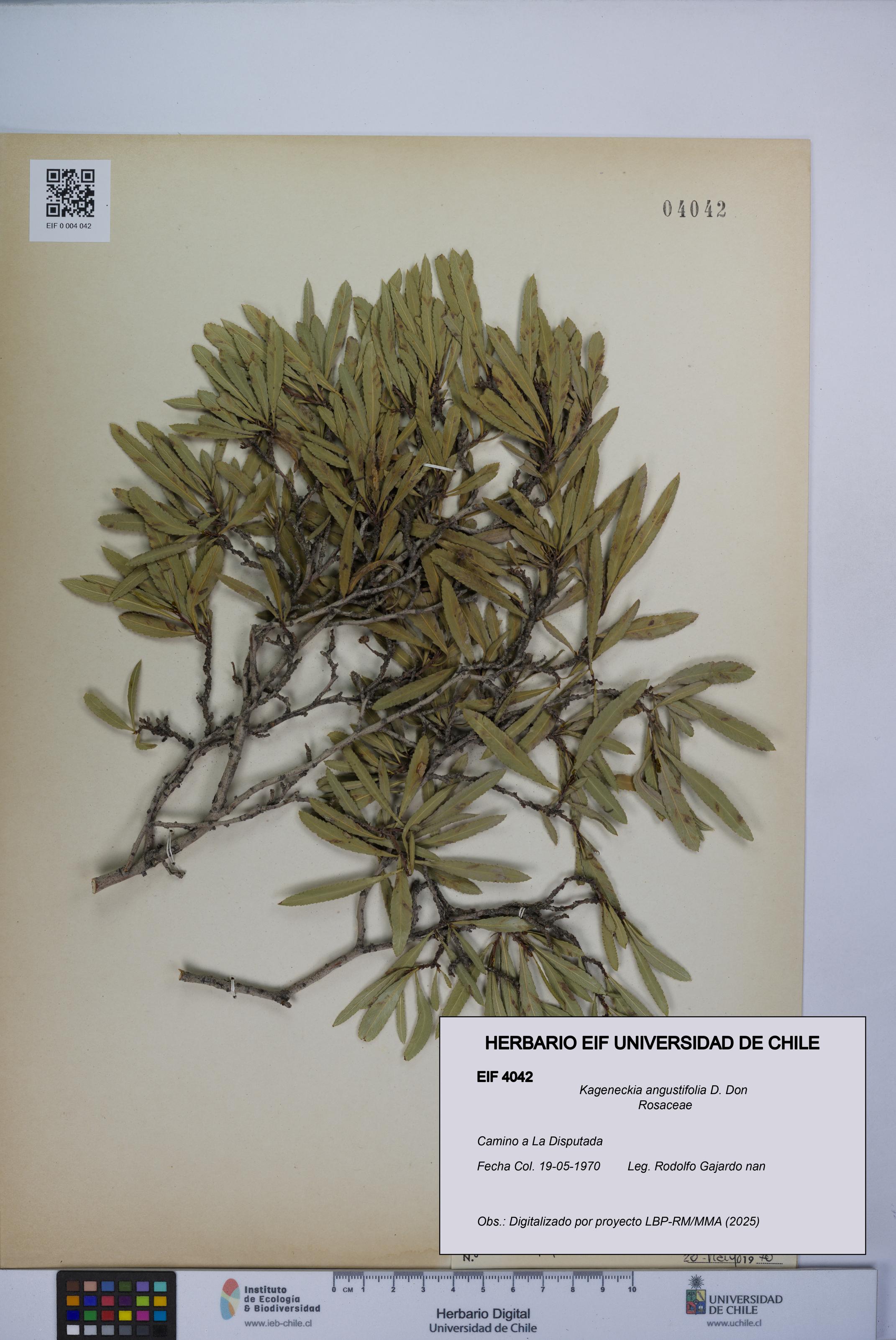 Kageneckia angustifolia [Espécimen: UCH:EIF:0004042]
