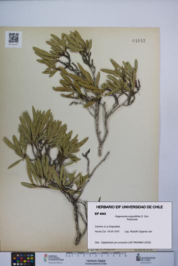 Kageneckia angustifolia [Espécimen: UCH:EIF:0004043]