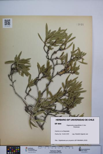 Kageneckia angustifolia [Espécimen: UCH:EIF:0004044]