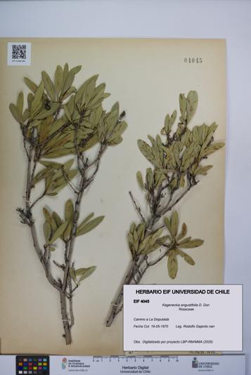 Kageneckia angustifolia [Espécimen: UCH:EIF:0004045]