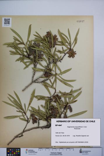 Kageneckia angustifolia [Espécimen: UCH:EIF:0004047]