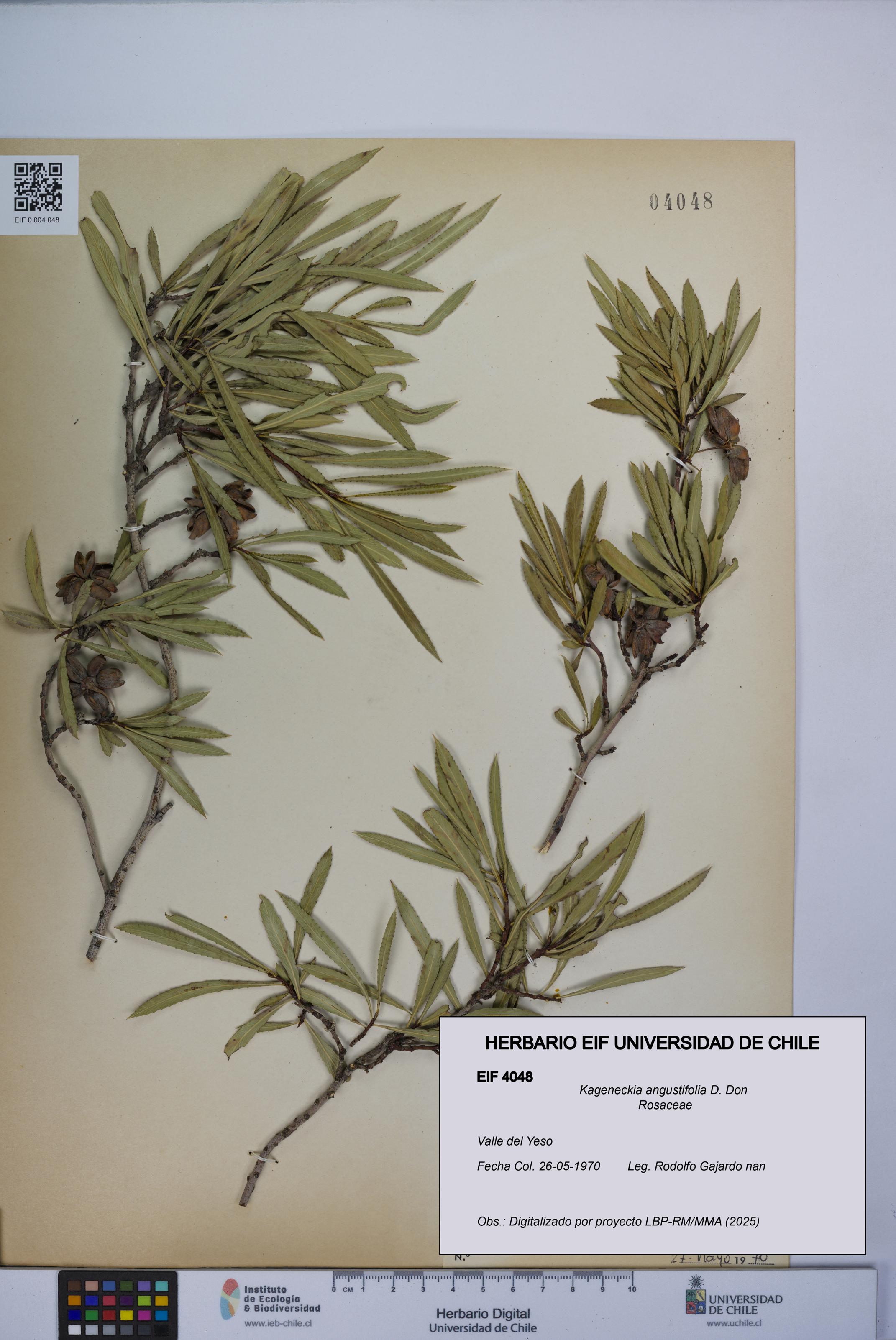 Kageneckia angustifolia [Espécimen: UCH:EIF:0004048]