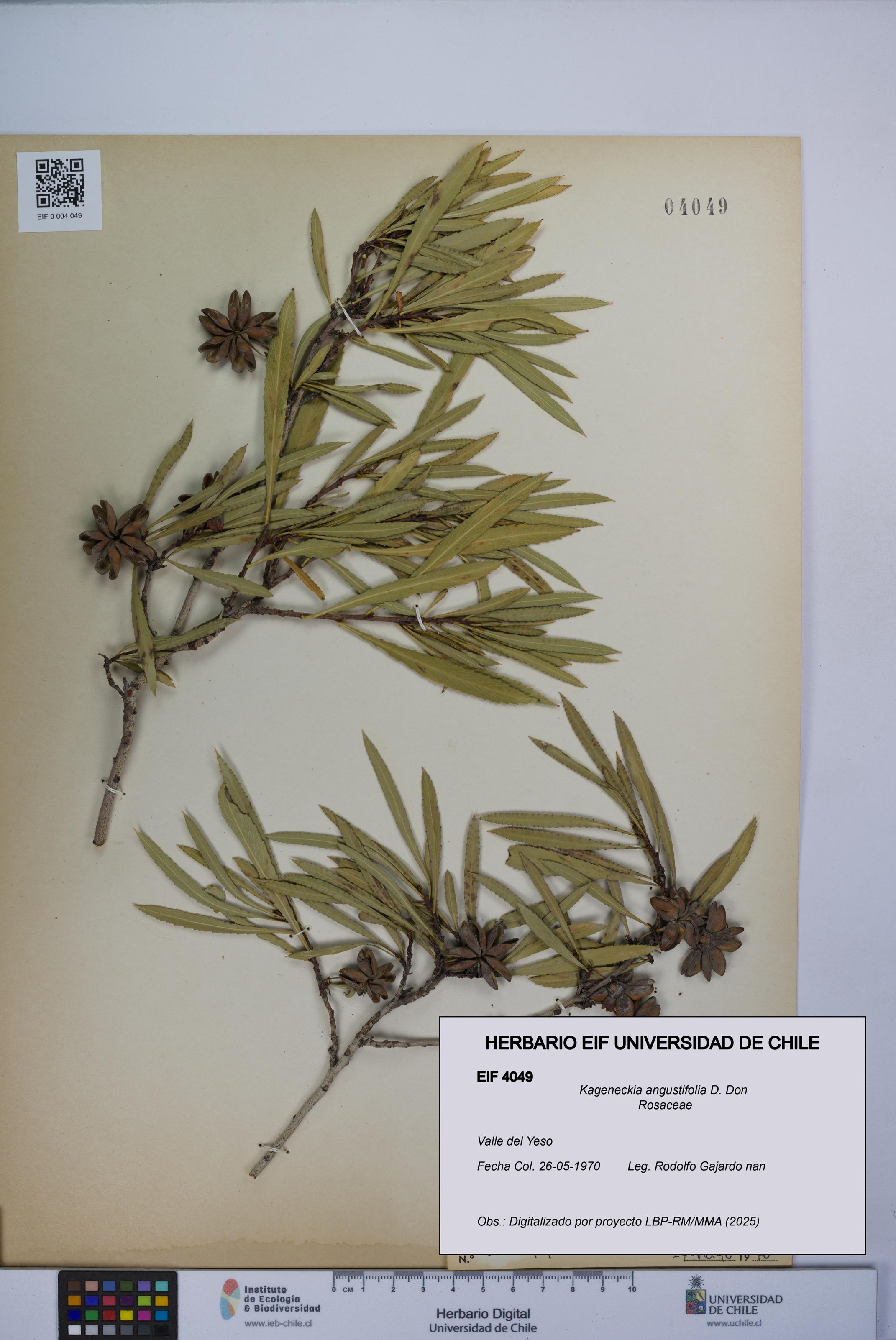Kageneckia angustifolia [Espécimen: UCH:EIF:0004049]