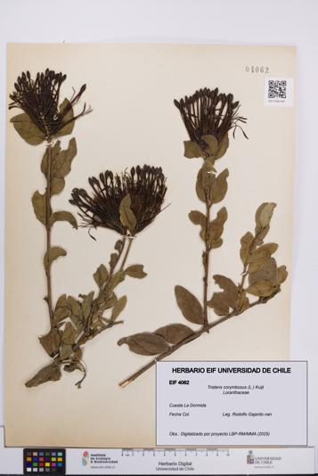 Tristerix corymbosus [Espécimen: UCH:EIF:0004062]
