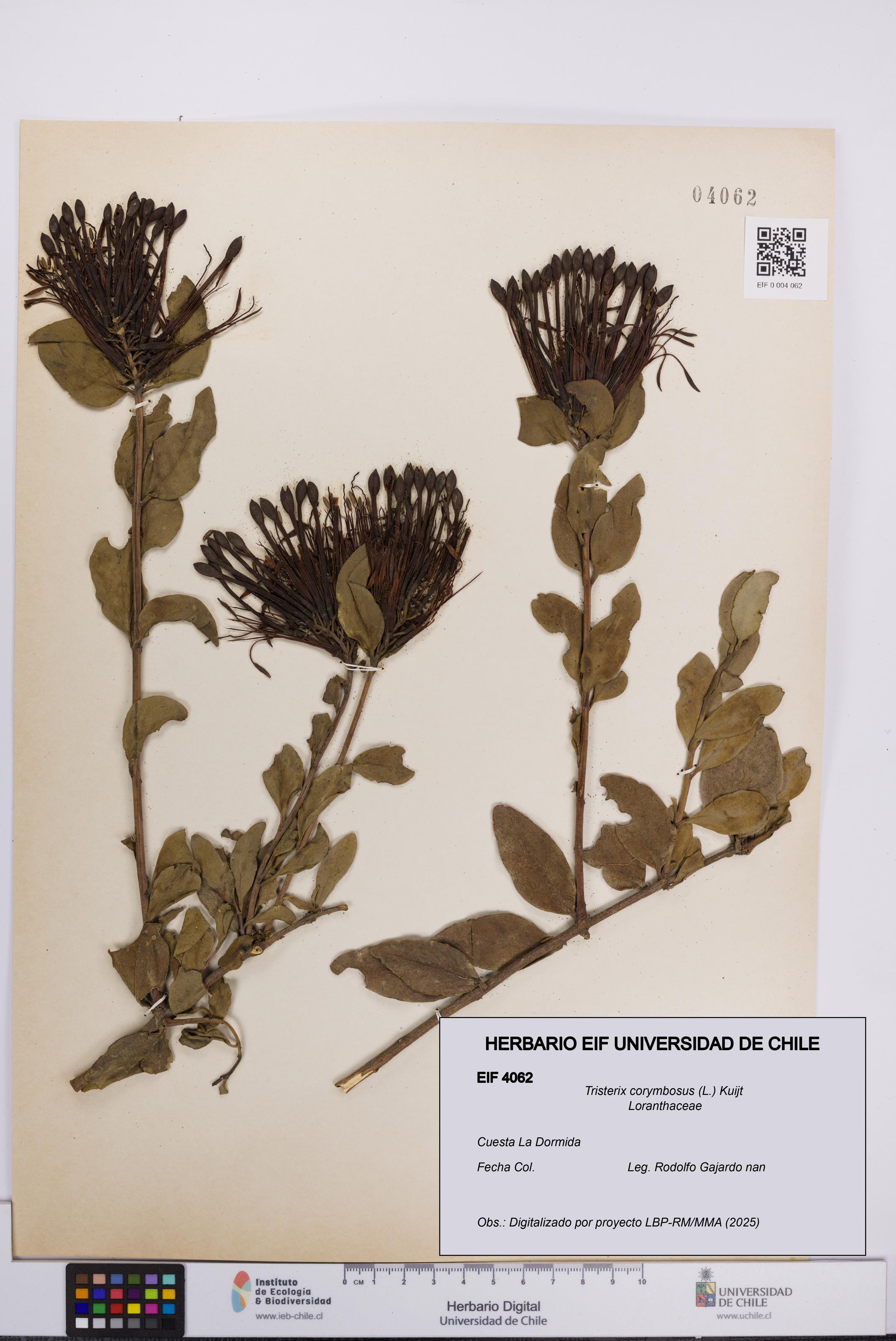 Tristerix corymbosus [Espécimen: UCH:EIF:0004062]