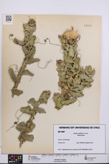 Mutisia latifolia [Espécimen: UCH:EIF:0004067]