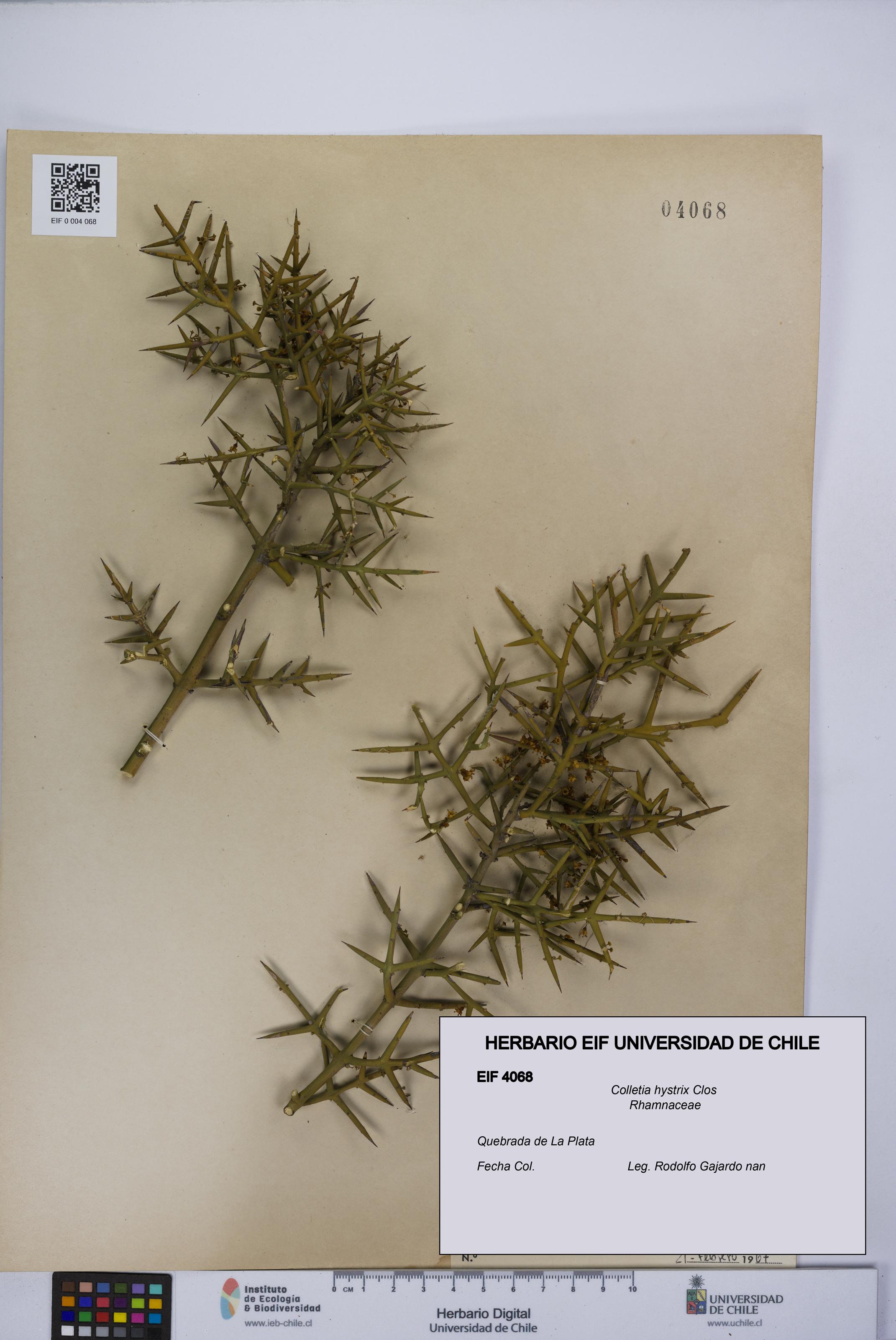 Colletia hystrix [Espécimen: UCH:EIF:0004068]