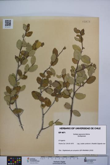 Quillaja saponaria [Espécimen: UCH:EIF:0004071]