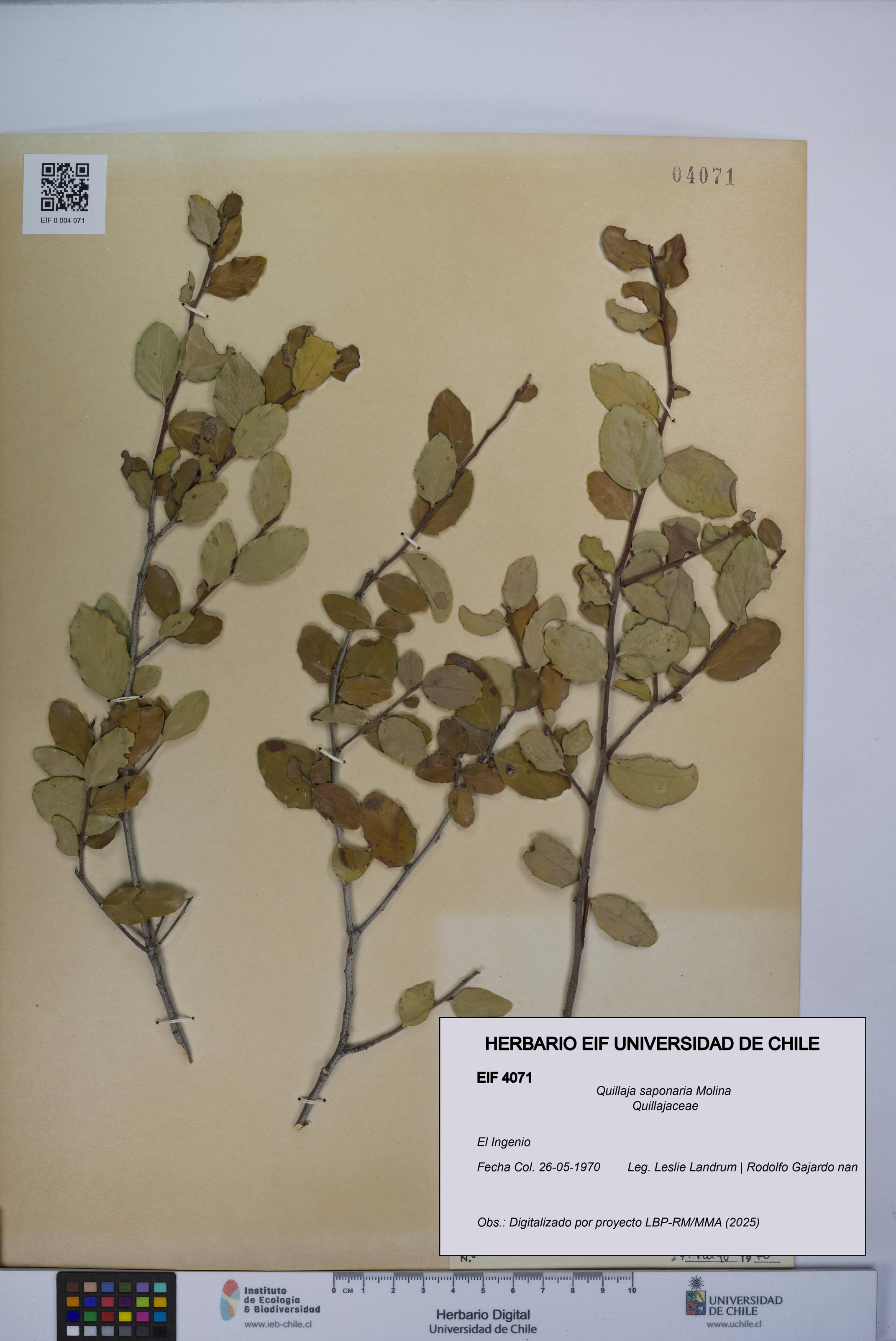 Quillaja saponaria [Espécimen: UCH:EIF:0004071]