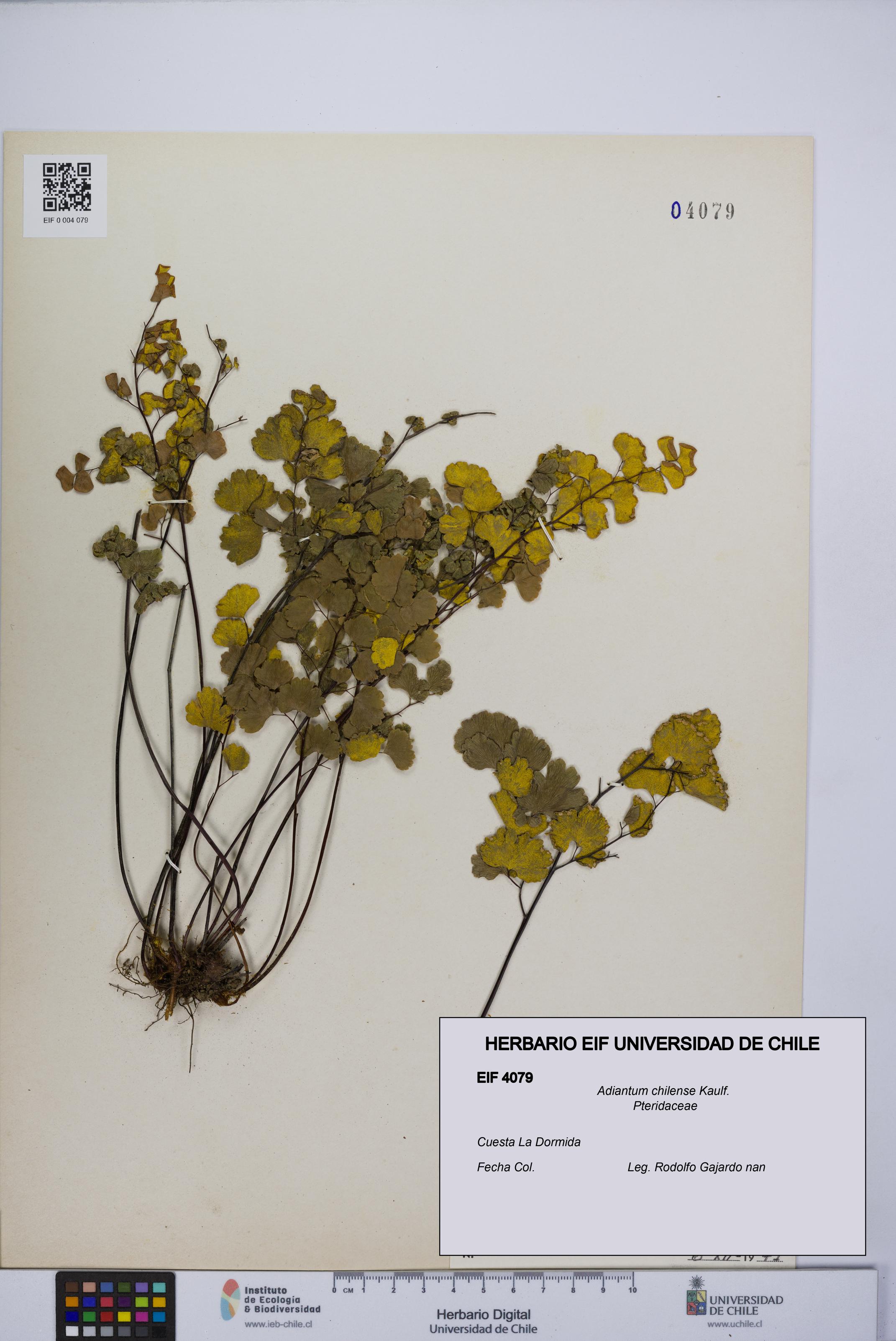 Adiantum chilense [Espécimen: UCH:EIF:0004079]