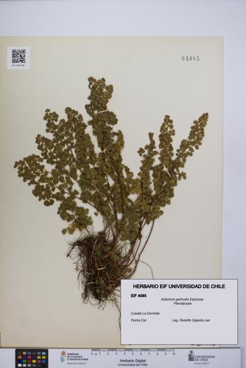 Adiantum gertrudis [Espécimen: UCH:EIF:0004085]