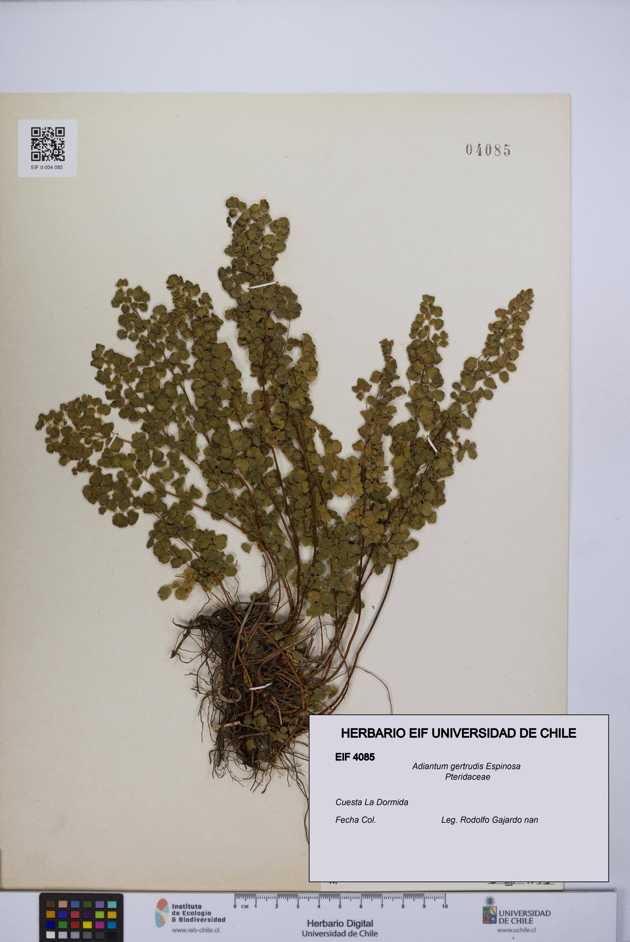 Adiantum gertrudis [Espécimen: UCH:EIF:0004085]