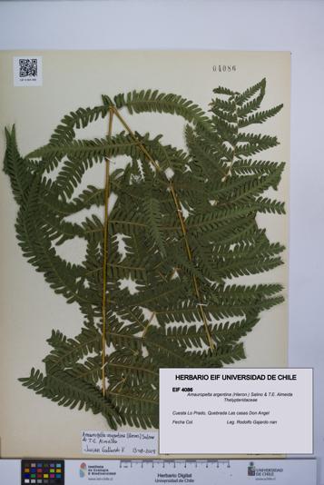 Amauropelta argentina [Espécimen: UCH:EIF:0004086]